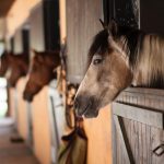 What Is Equine Professional Liability?